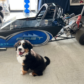 A cheerful Bernese Mountain Dog puppy sits indoors in front of a sleek, blue dragster. The setting is well-lit, giving a lively, playful feel.